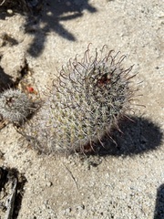 Mammillaria hutchisoniana hutchisoniana