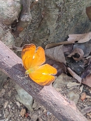 Cirrochroa thais