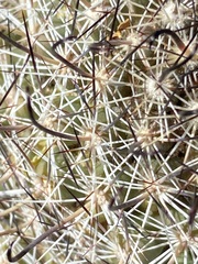 Mammillaria hutchisoniana hutchisoniana