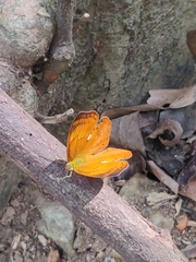 Cirrochroa thais