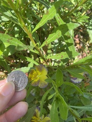 Magnoliopsida