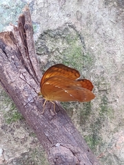 Cirrochroa thais