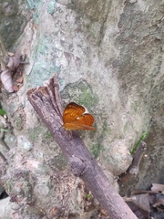 Cirrochroa thais
