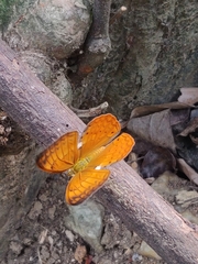 Cirrochroa thais