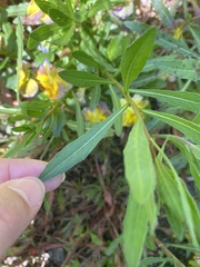 Magnoliopsida