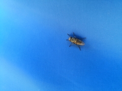 Polleniidae