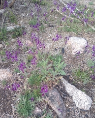Linaria elegans