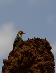 Trachyphonus erythrocephalus