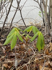 Aesculus