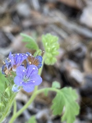 Phacelia congesta