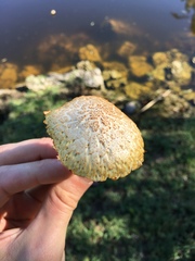 Gymnopilus palmicola
