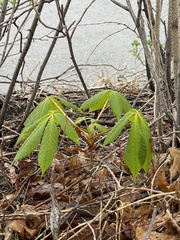 Aesculus
