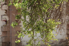 Angiospermae