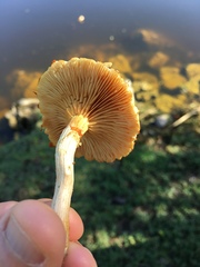 Gymnopilus palmicola