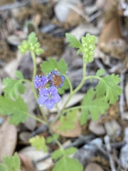 Phacelia congesta