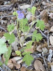 Phacelia congesta