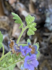 Phacelia congesta
