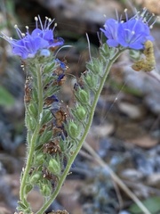 Phacelia congesta
