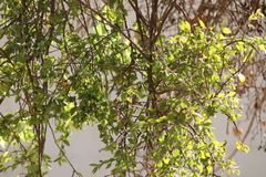 Angiospermae
