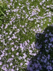 Phlox subulata