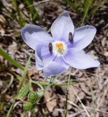 Acmaeodera tubulus
