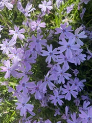 Phlox subulata
