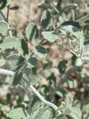 Psorothamnus emoryi