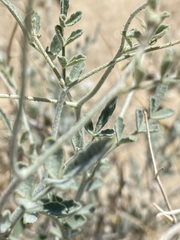 Psorothamnus emoryi