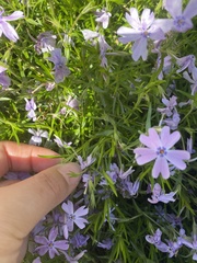 Phlox subulata