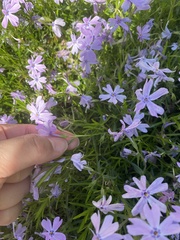 Phlox subulata