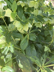 Helleborus