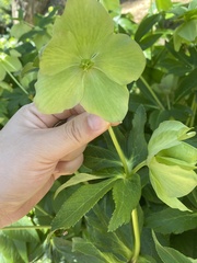 Helleborus
