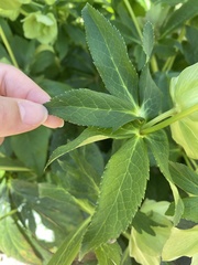 Helleborus