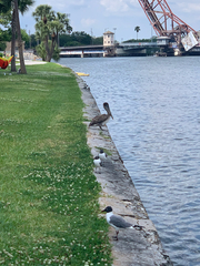 Pelecanus occidentalis
