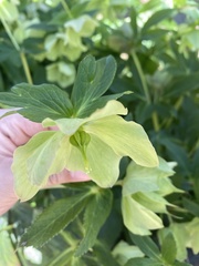 Helleborus