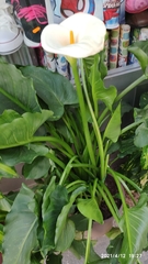 Zantedeschia aethiopica