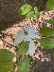 Cornus florida