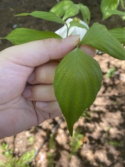 Cornus florida