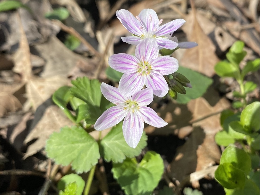 Virginia Springbeauty from Deer Run Forest Preserve, Cherry Valley, IL