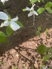 Cornus florida