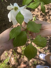 Cornus florida