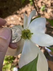 Cornus florida