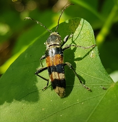 Anthoboscus tricolor