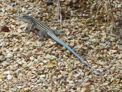 Aspidoscelis neomexicanus