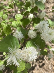 Fothergilla
