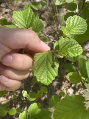 Fothergilla
