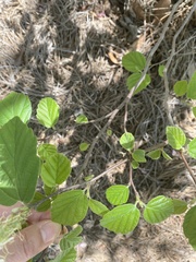 Fothergilla