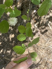 Fothergilla