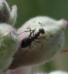Myrmecocystus