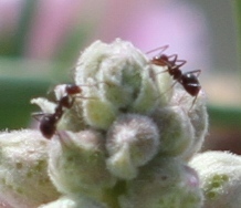 Myrmecocystus